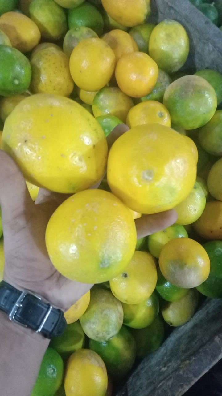 jual buah lemon segar 