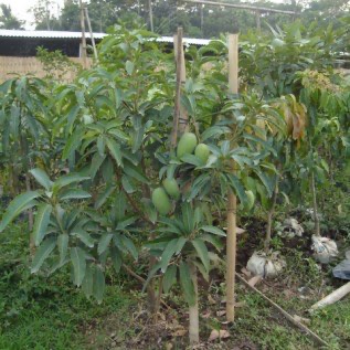 JUAL BIBIT TANAMAN BUAH BUAHAN