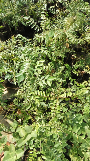 bibit kari