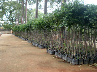 jual pohon solobium.parahyba 