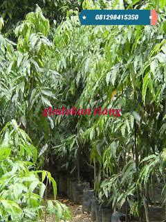jual pohon glodokan tiang 2-5meter 
