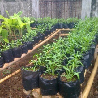 Jual Polybag Untuk Pembibitan Tanaman