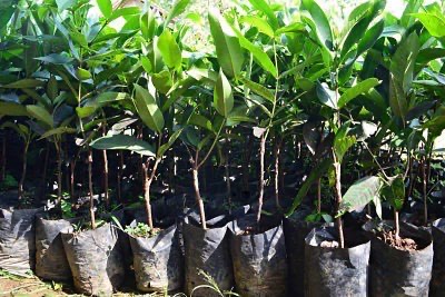 Jual Bibit Jambu air Madu Deli