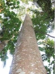jual pohon sengon