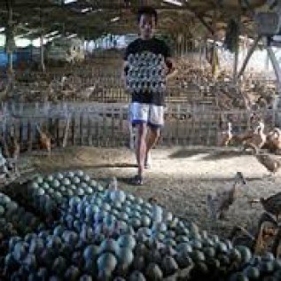 telur itik