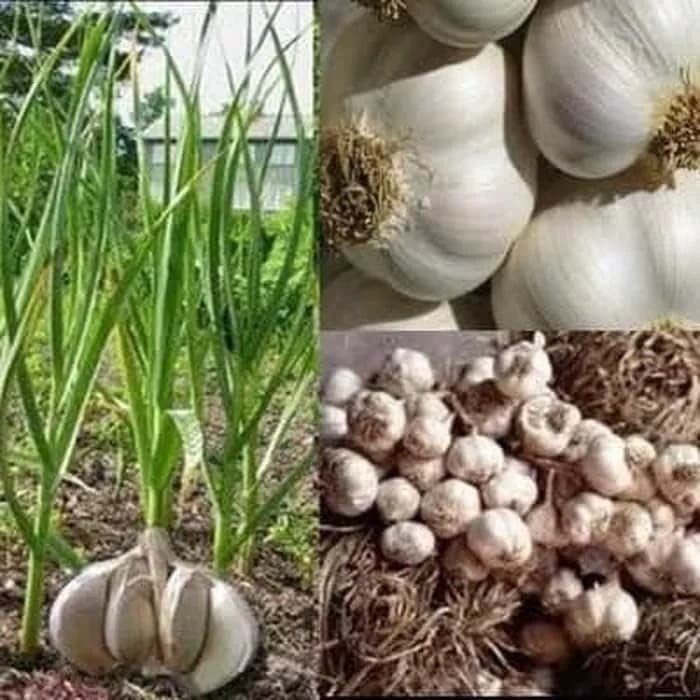 Jual Benih Bawang Putih Bima Sembalun