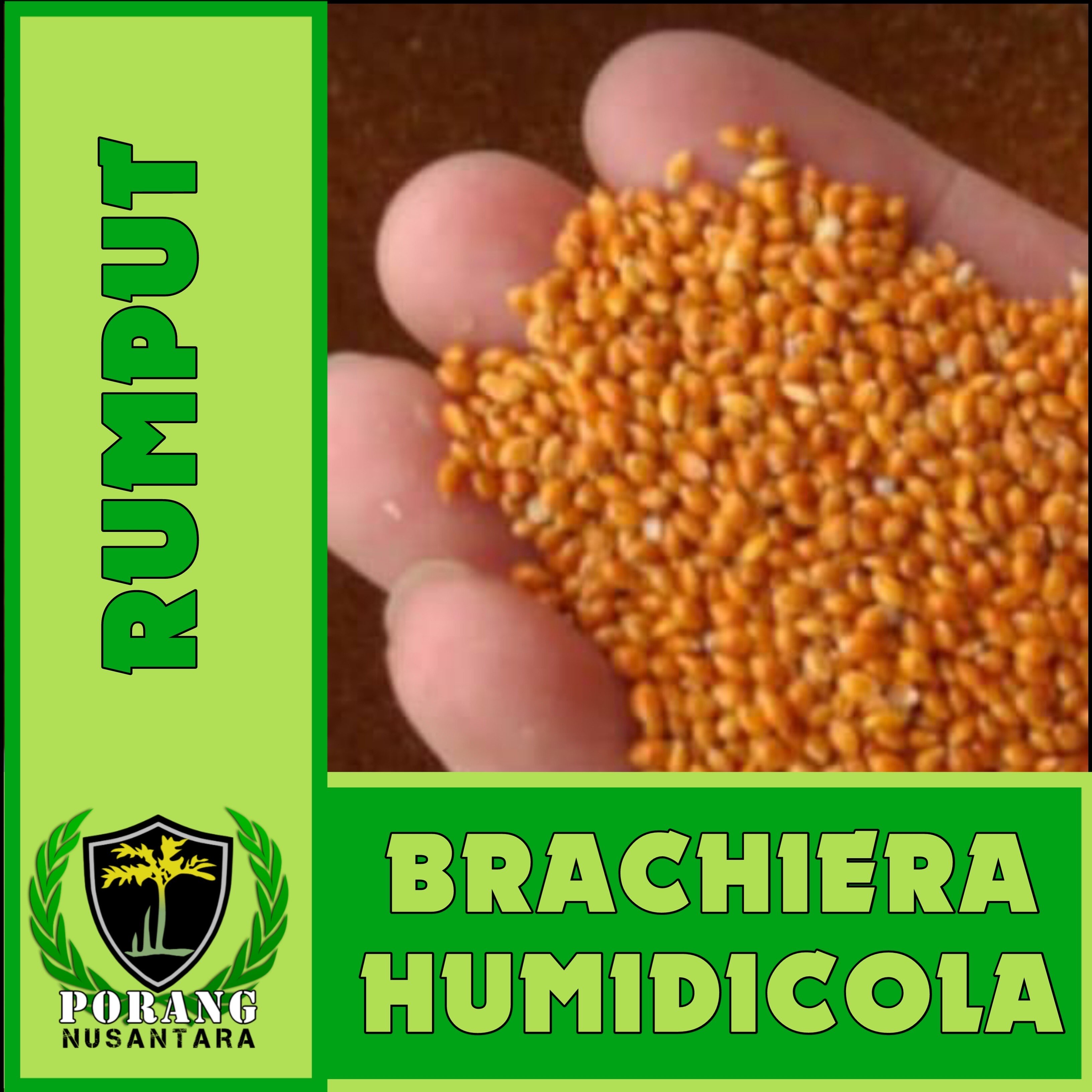 Benih Rumput Brachiaria Humidicola