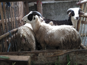 Kambing Domba di aQiQah Service Tangerang