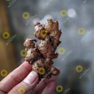 Jahe Mprit Kwalitas Bagus Asal Jawa Tengah