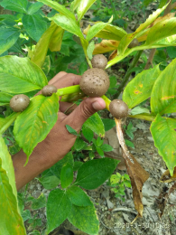 bibit porang asli, bibit porang super, bibit porang umbi, bibit porang unggul, bibit porang