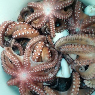 jual gurita(octopus) dalam frozen dan fresh dan olahan
