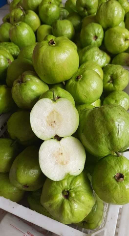 jambu kristal