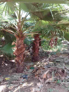 jual palem washington 