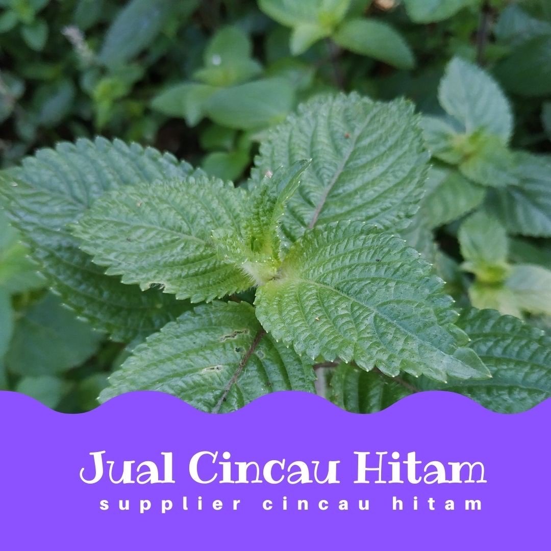 Supplier Cincau Hitam Di Labuhanbatu Utara Langsung Dari Pegunungan Pacitan