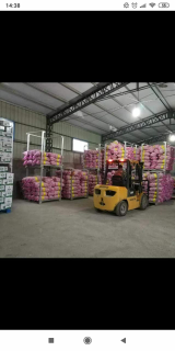 bawang putih kualitas