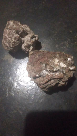 Jamur kemiri ( Jamur susu harimau ), Lignosus rhinocerus