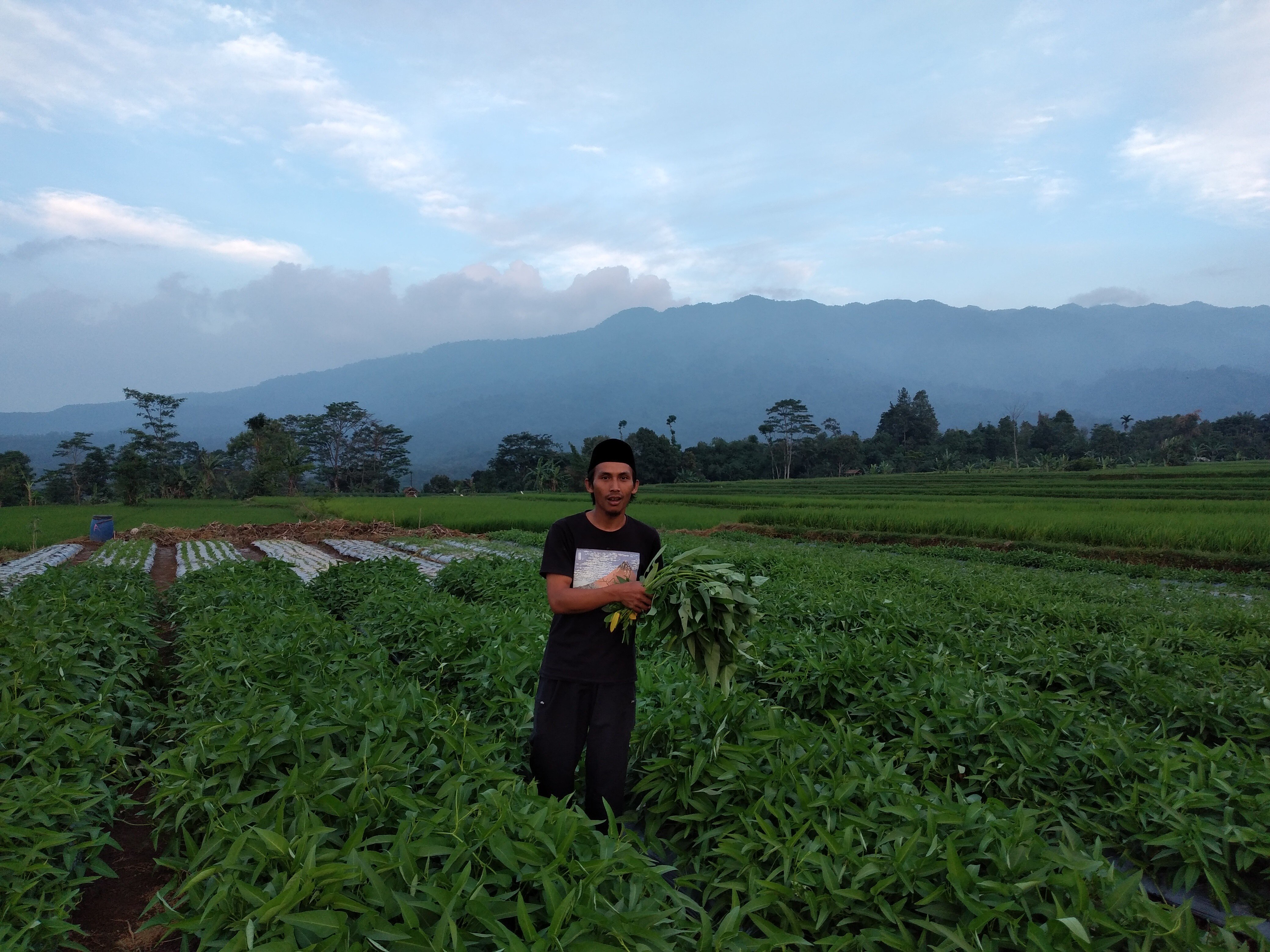 Supply sayuran untuk area jakarta dan bandung