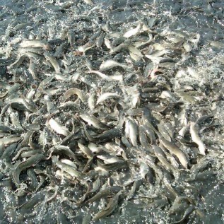 menjual Ikan Lele konsumsi