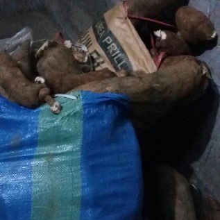 Jual Singkong basah