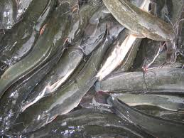 jual Lele konsumsi