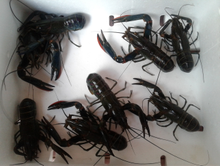 JUAL/BELI LOBSTER AIR TAWAR