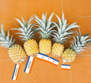 NANAS MADU PEMALANG