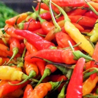 JUAL CABE RAWIT SETAN