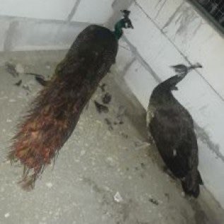  Jual Merak Blackshoulder Dewasa
