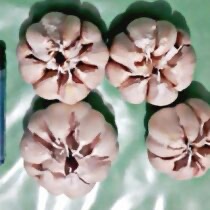 Bawang Putih Sinco atau Banci