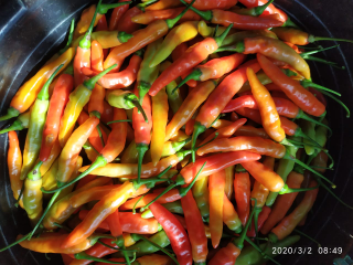 JUAL CABAI RAWIT MERAH