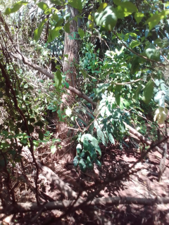 jual pohon eucalyptus dll. 