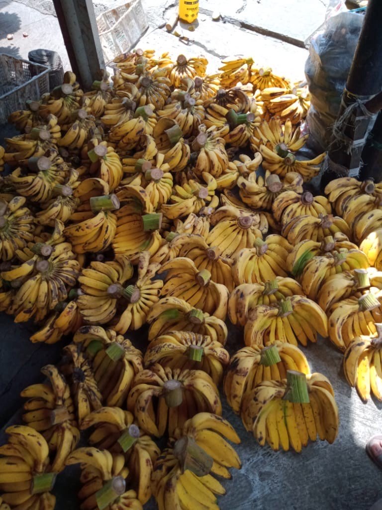 Pisang Raja Bulu Matang Siap Pakai Per Kg Rp 12.500 Minimum Order 250 Kg