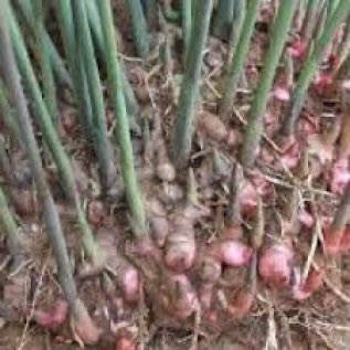Jual Bibit Kayu dan Hasil Rempah Rempah