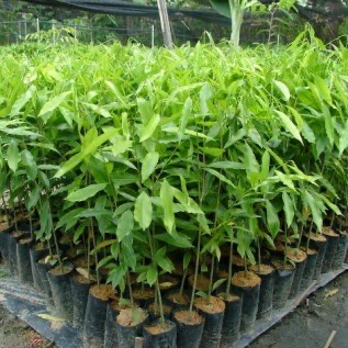 Jual Bibit Gaharu Aquiliria Malacensis ,Bibit kayu dan Bibit Kehutan