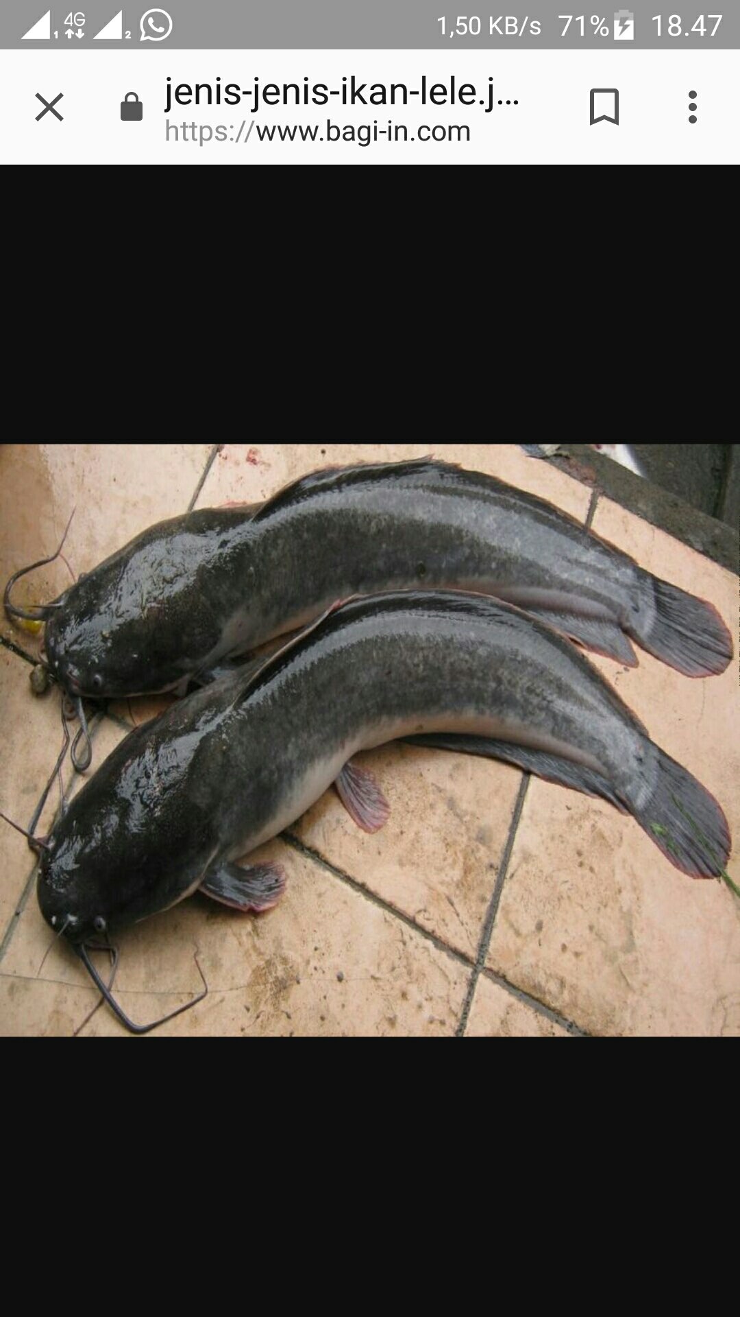 jual ikan lele konsumsi