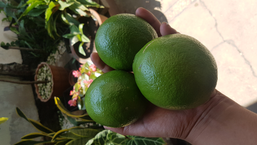 JERUK LEMON CALLIFORNI