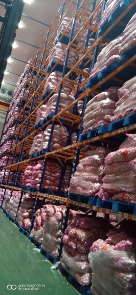 bawang putih honan