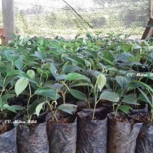 Bibit Lada Perdu| Bibit Lada Panjat super murah di Jawa Tengah