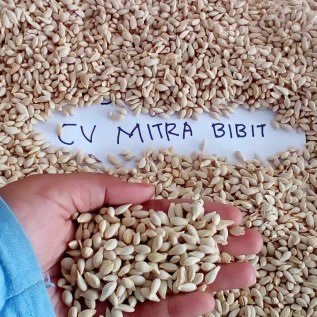 Biji Jeruk JC 