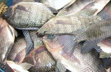 ikan nila