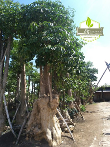 jual pohon palem raja dll.
