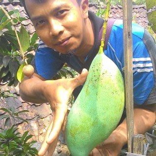bibit mangga mahatir kualitas ok hasil buah melimpah menguntungkan