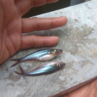 Bibit ikan  patin