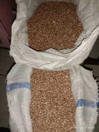 Jual Kacang Tanah