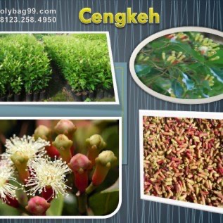 Polybag Untuk Berkebun Dilahan Sempit