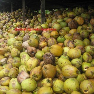 Jual Kelapa Tua Export (Mature coconut )