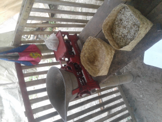 jual kroto ( telur semut ) fress dari alam