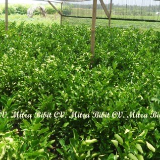Pusat Kulakan Bibit Jeruk Purut | Bibit Jeruk Daun Di Purworejo Jawa Tengah