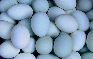 Telur bebek