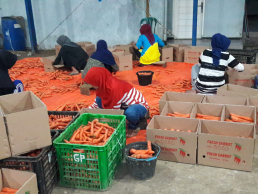 jual wortel segar